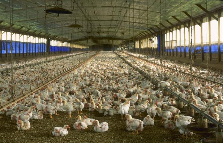 Benefits Of Poultry Farming Blog